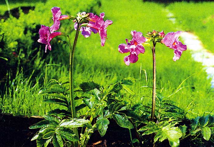 incarvillea